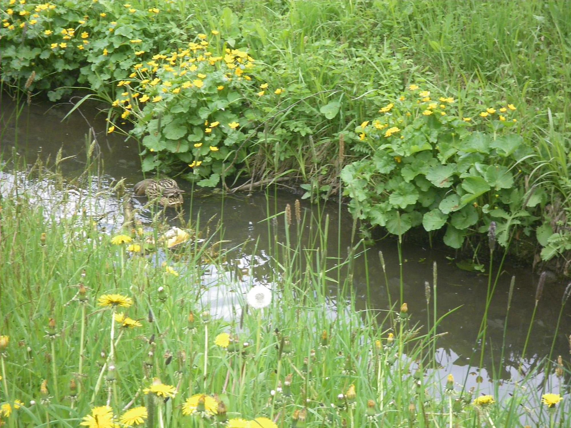 Pension Heilbad Burgwies Stuhlfelden ภายนอก รูปภาพ